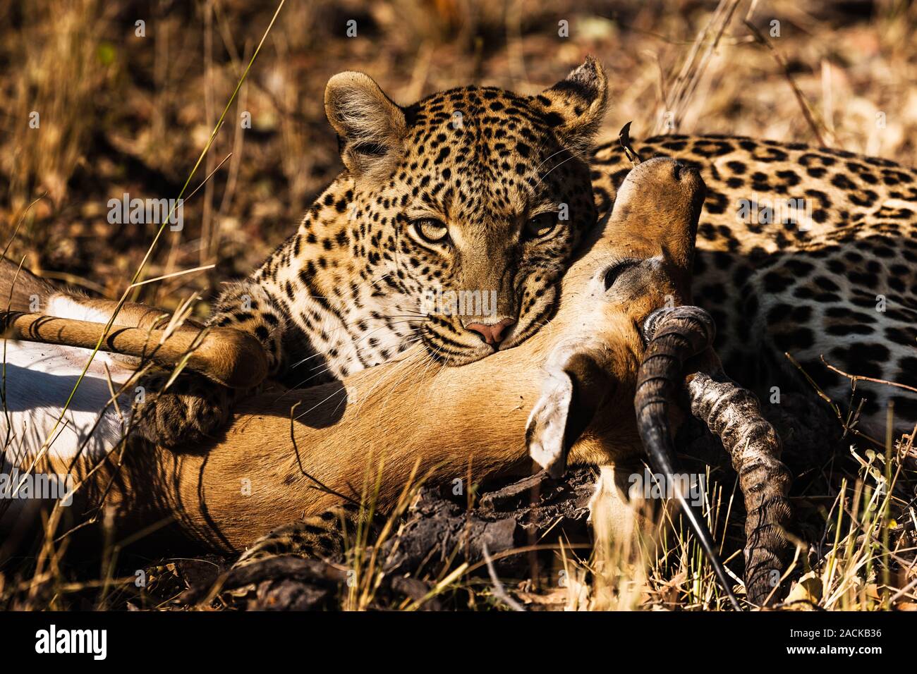 Leopard is hunting Impala, Impala is still alive, at morning forest, in Moremi Game Reserve, Okavango Delta, Botswana, Africa Stock Photo