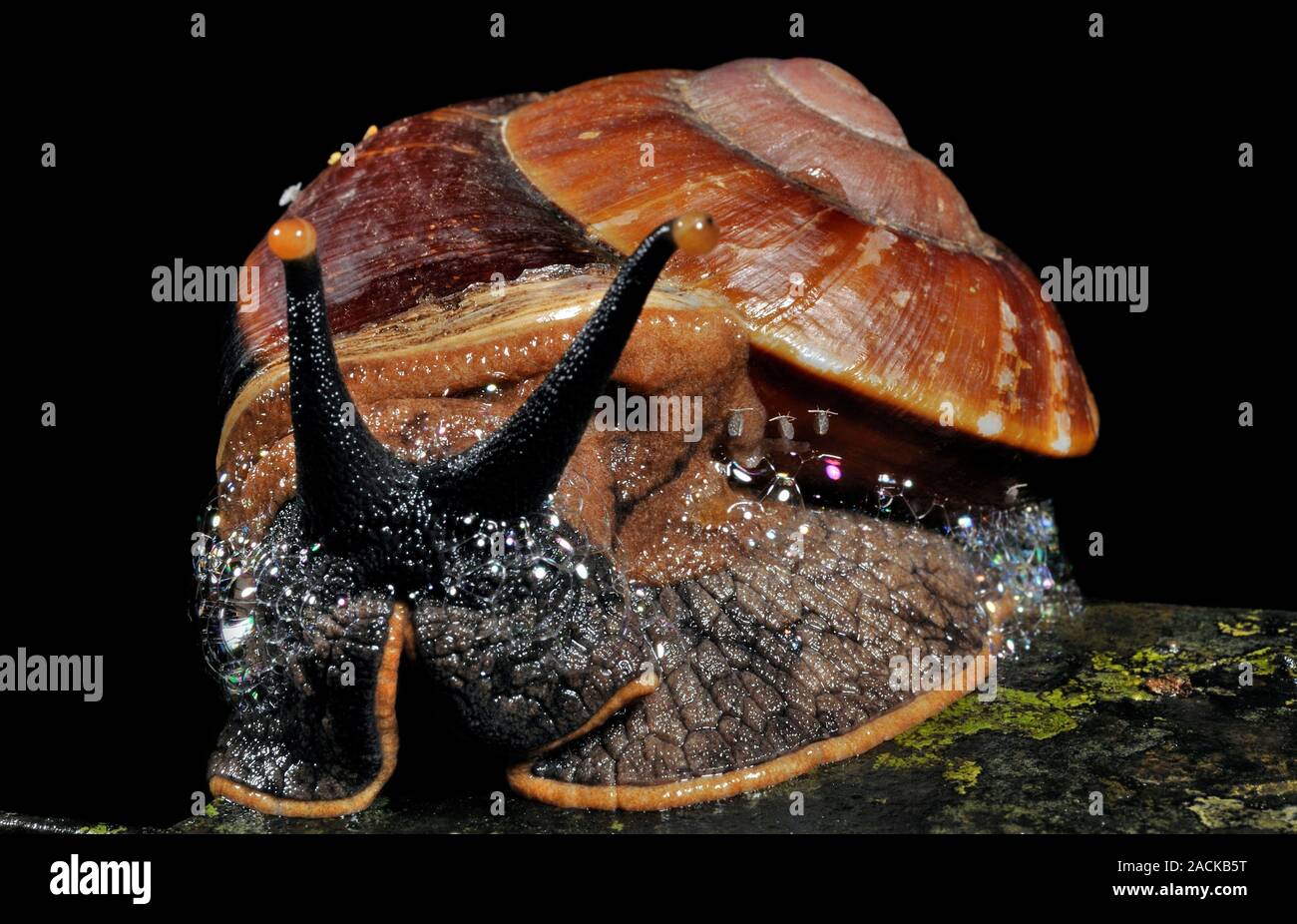 Bornean giant land snail (Bertia brookei). This is the largest snail in ...