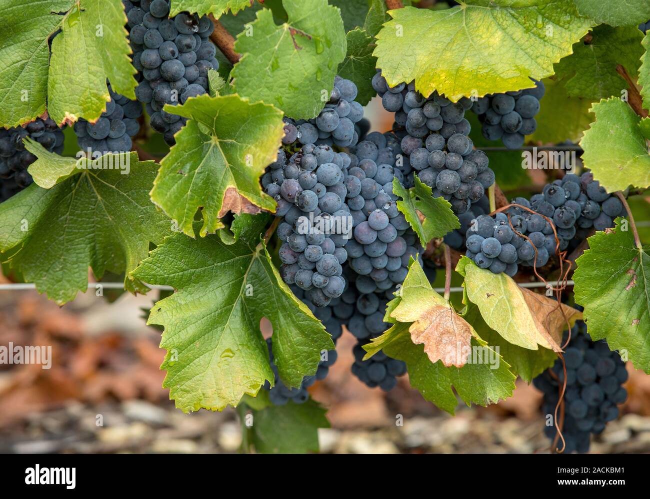 Champagne vineyards in the Cote des Bar area of the Aube department. France Stock Photo