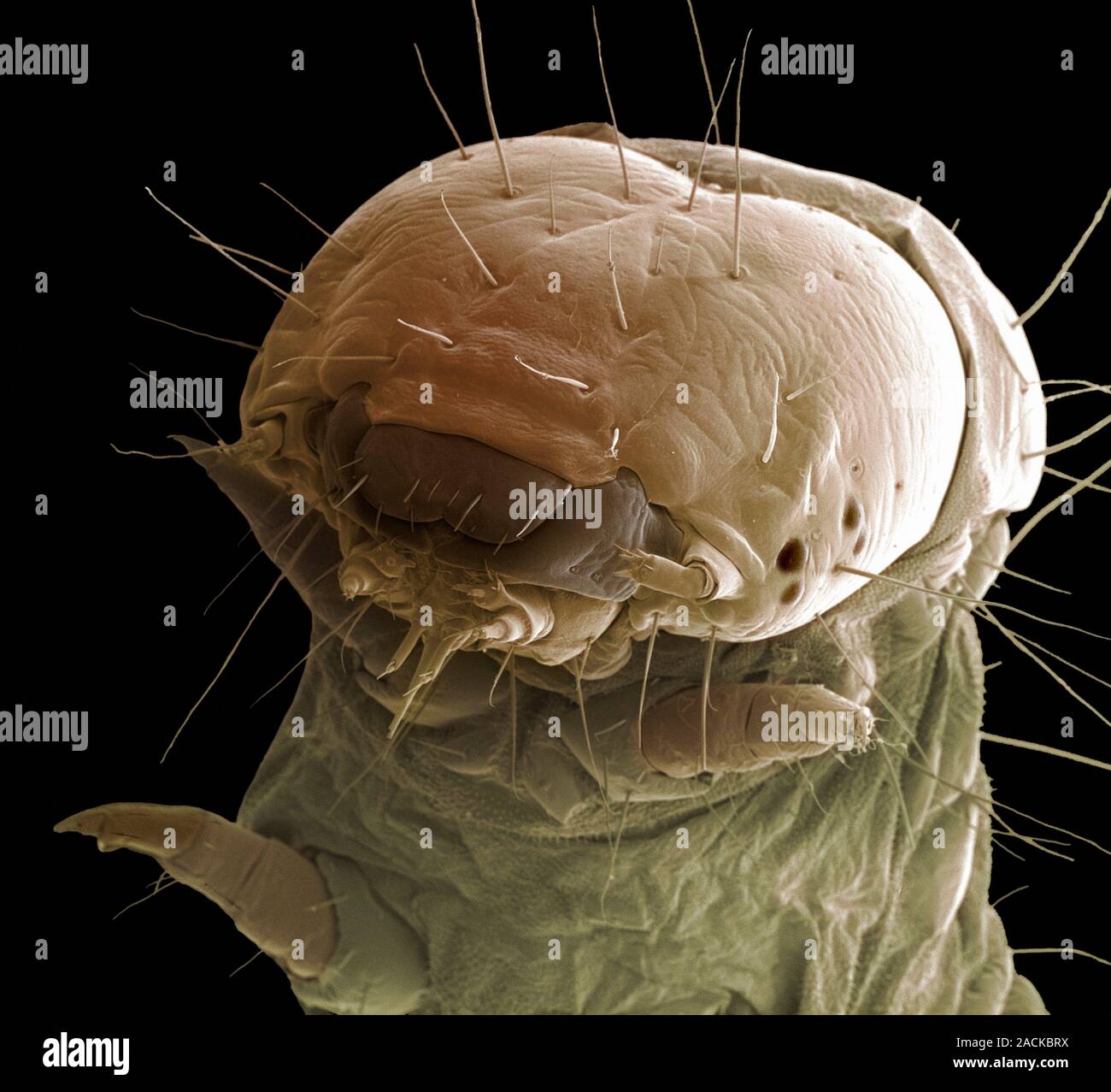 Woodworm. Coloured scanning electron micrograph (SEM) of the larva of a