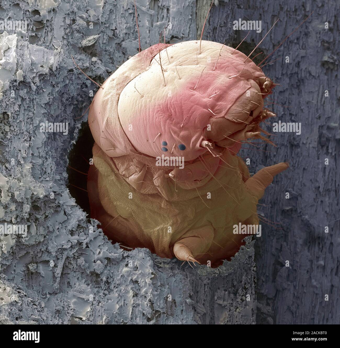 Woodworm. Coloured scanning electron micrograph (SEM) of the larva of a