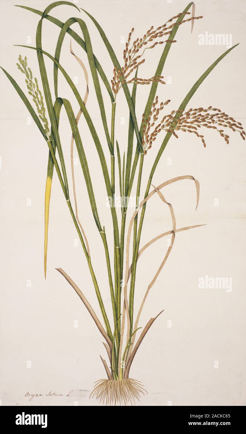 Rice (Oryza sativa). Illustration from the Fleming Indian Drawings