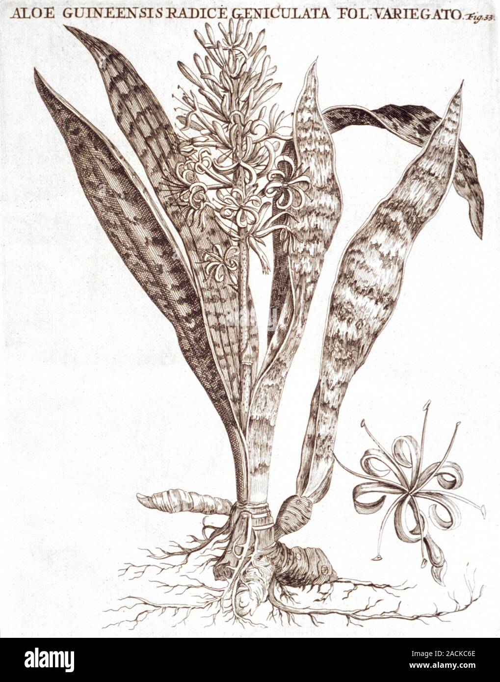 Bowstring hemp (Sanseveria hyacinthoides). Illustration from 'Praeludia ...