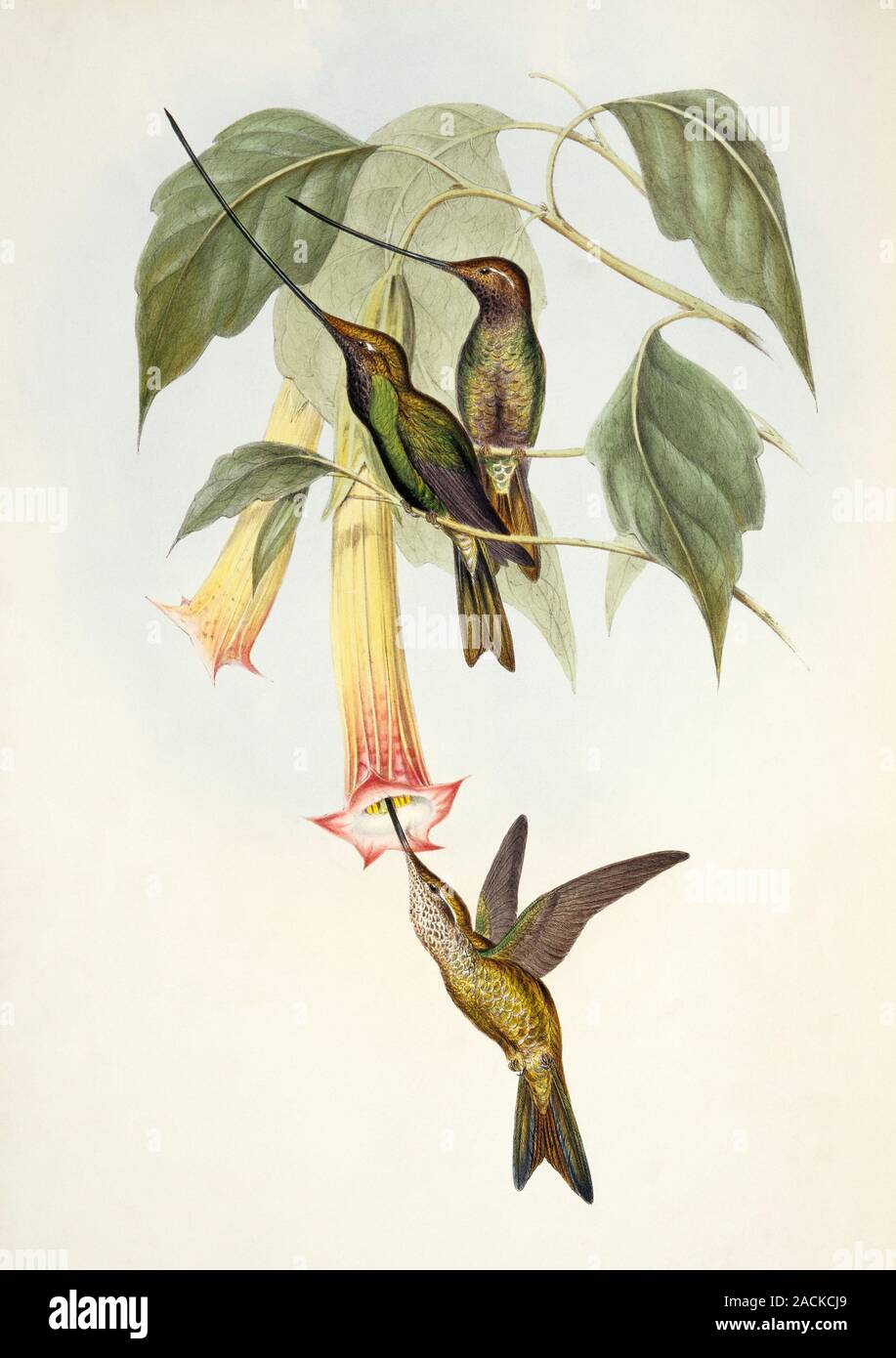 Sword-billed hummingbirds (Ensifera ensifera). Illustration from an 1861 supplementary volume of 'A Monograph of the Trochilidae, or Family of Humming Stock Photo