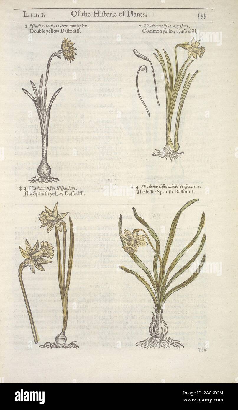 Daffodil flowers (Narcissus sp.). Drawings of four different species of