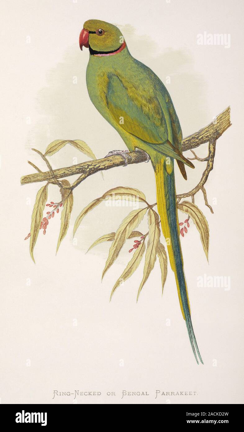Rose-ringed parakeet (Psittacula krameri). This artwork is plate 56 by ...