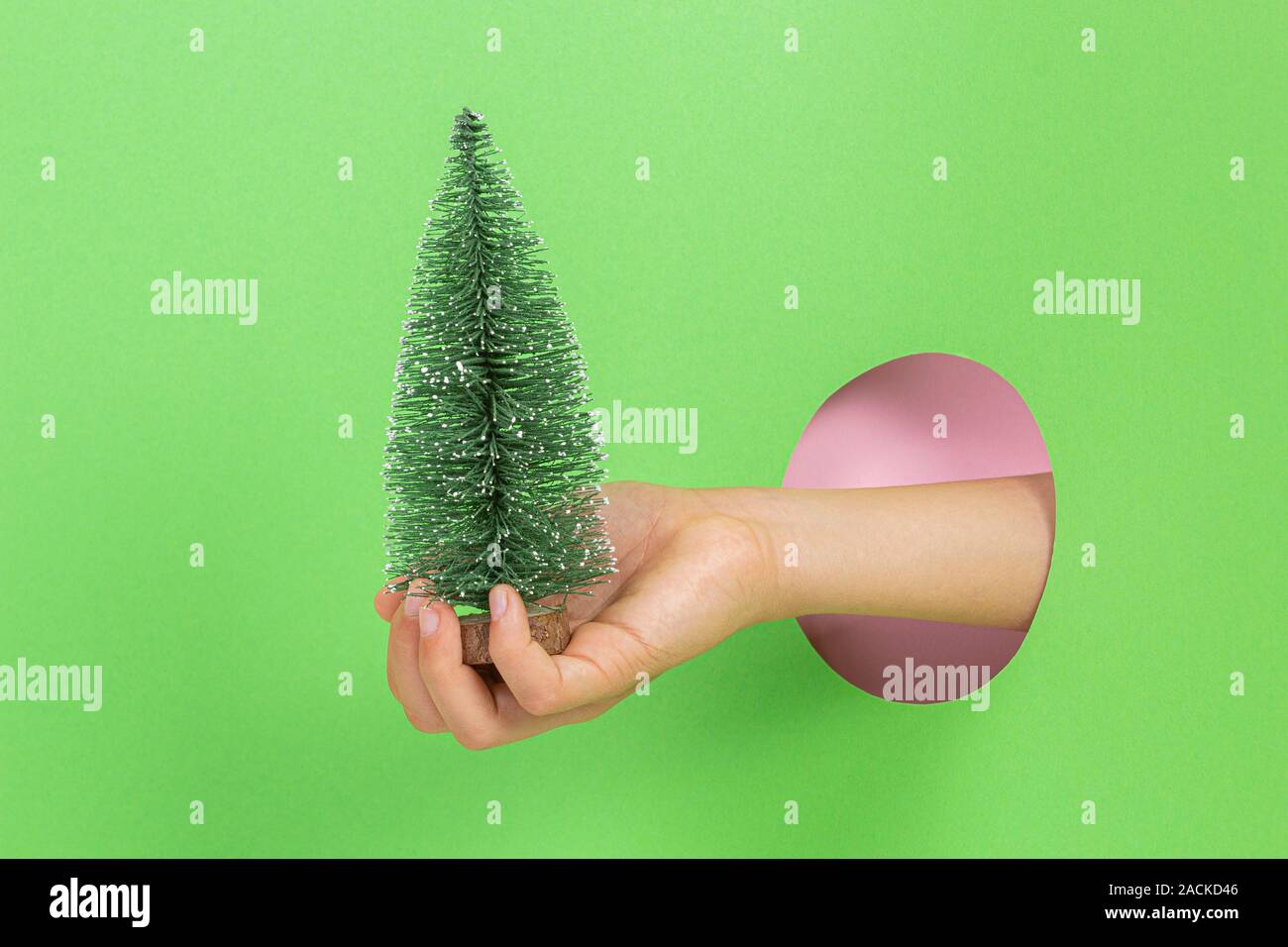 Kid holding decoration little green Christmas tree in hand through hole on light green background Stock Photo