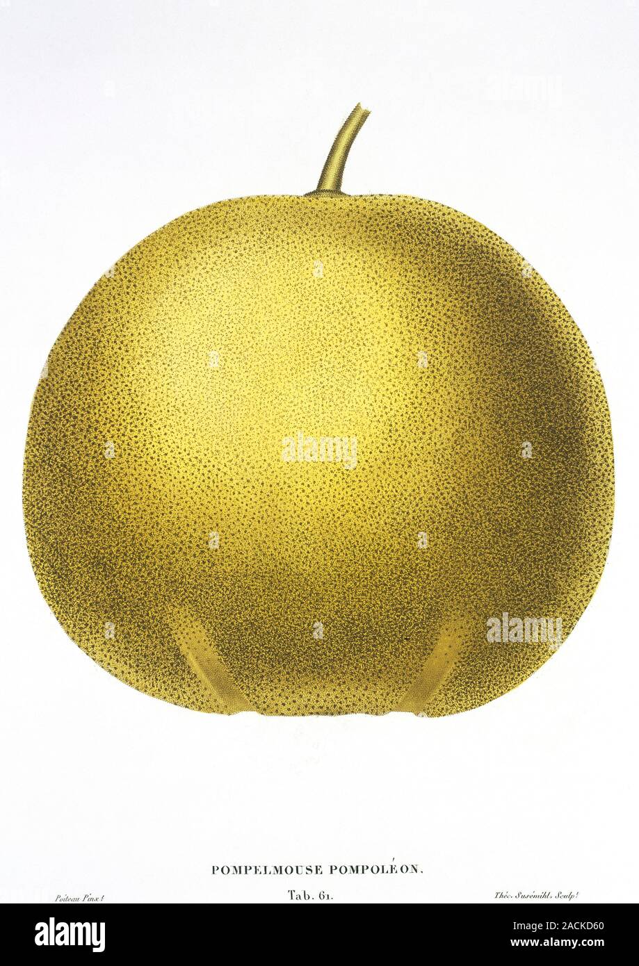 Grapefruit (Citrus paradisi). This artwork is plate 61 ('Pompelmouse