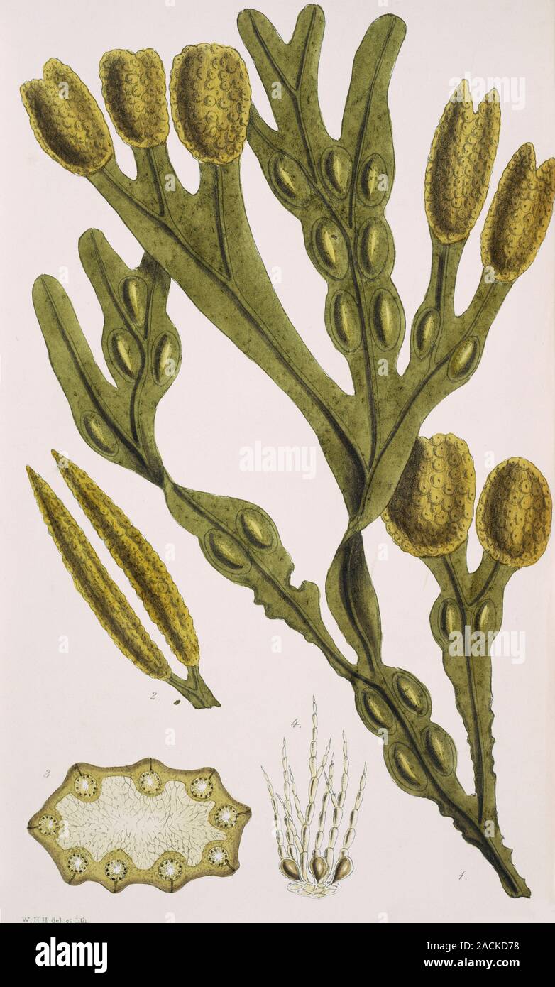 Seaweed (marine algae). Botanical illustration from the Botany Library