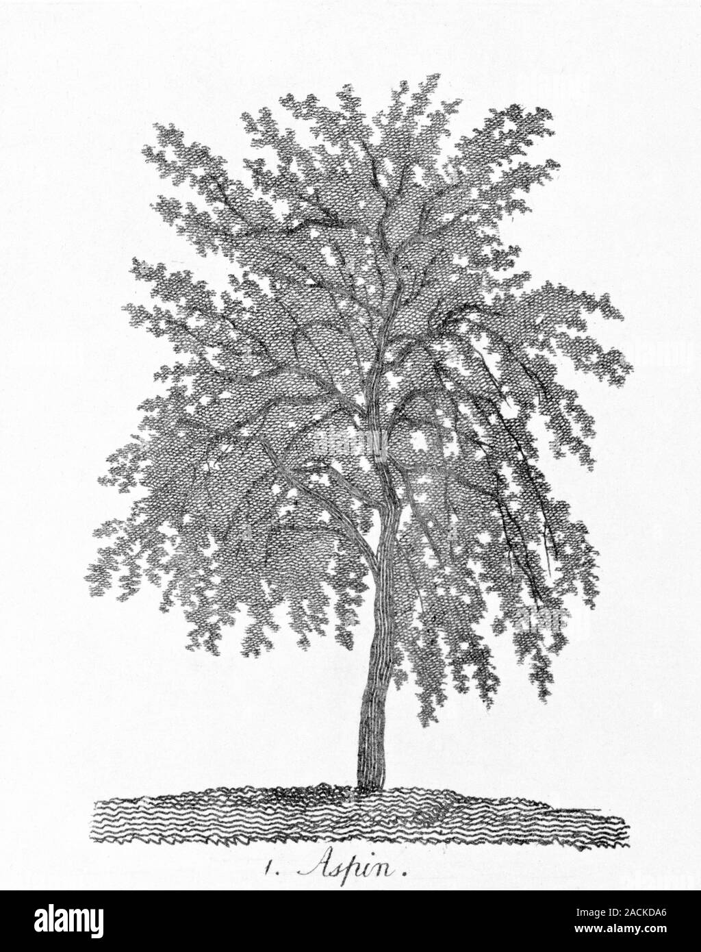 Aspen Tree SVG. Birth Trees SVG. Birth Month Tree Outline Drawing. Birthday  Floral Clipart, Birth Tree Clipart - Etsy Israel