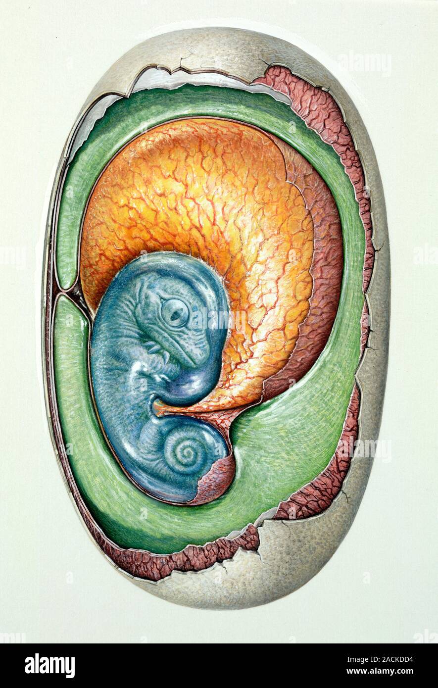 Reptile egg anatomy. Cutaway artwork showing the inside of a reptile ...