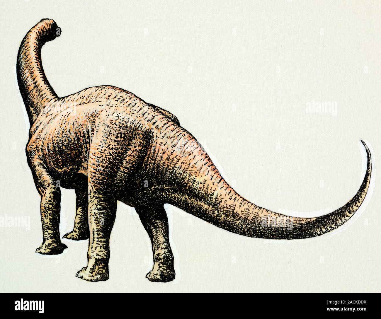 Euskelosaurus prosauropod dinosaur. This herbivorous dinosaur lived during  the Late Triassic 227 to 229 million years ago. It was around 10 metres in  Stock Photo - Alamy, image size:1300x1089