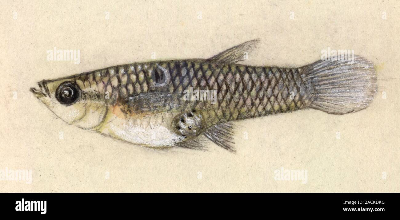 Guppy fish (family Poeciliidae). This artwork dates from 1903, and is ...