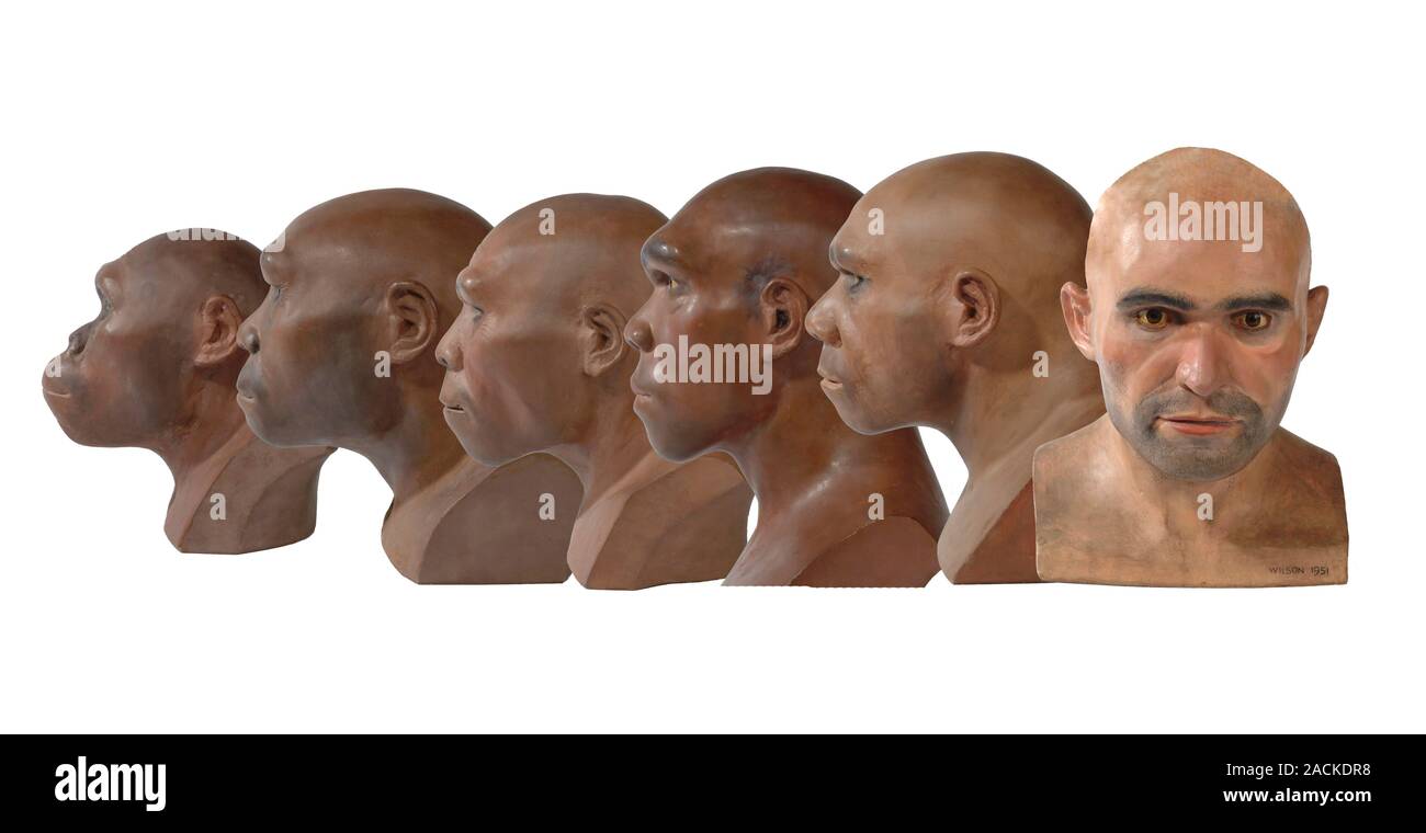 Hominid reconstruction sequence. Model reconstructions of hominids in ...