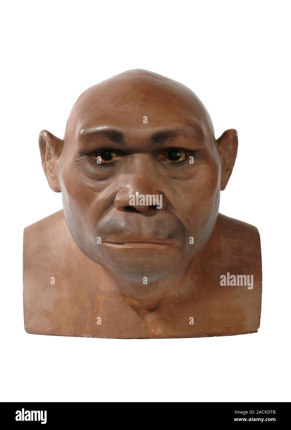 Homo erectus model. This model of Homo erectus, known as Java Man, is
