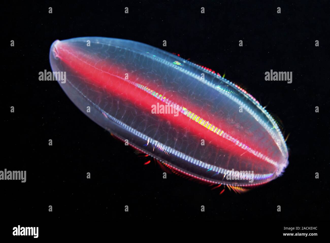 Comb jelly (Beroe abyssicola). Comb jellies are jellyfishlike