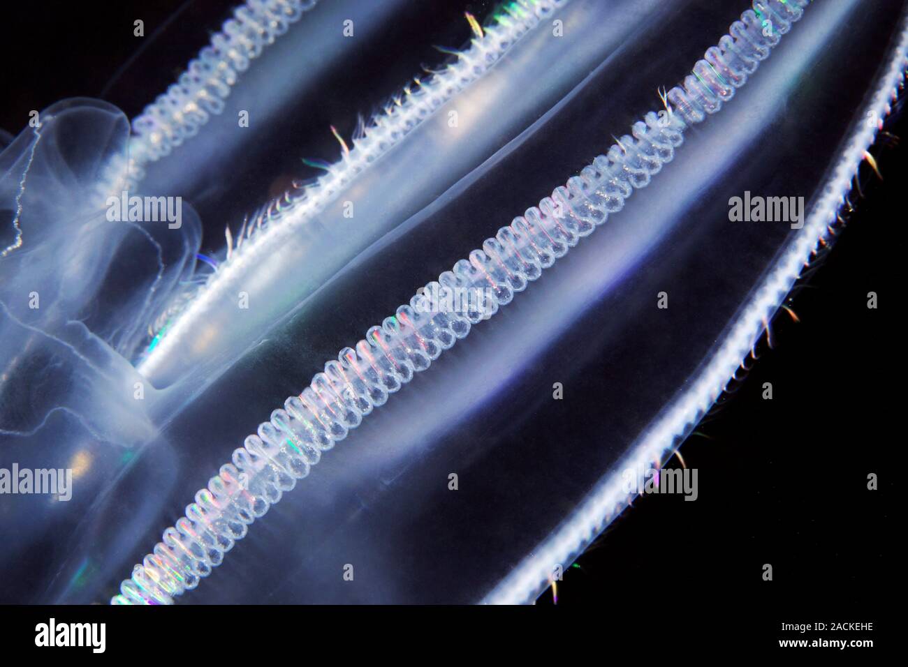 Comb jelly (Bolinopsis infundibulum), close up view. Comb jellies