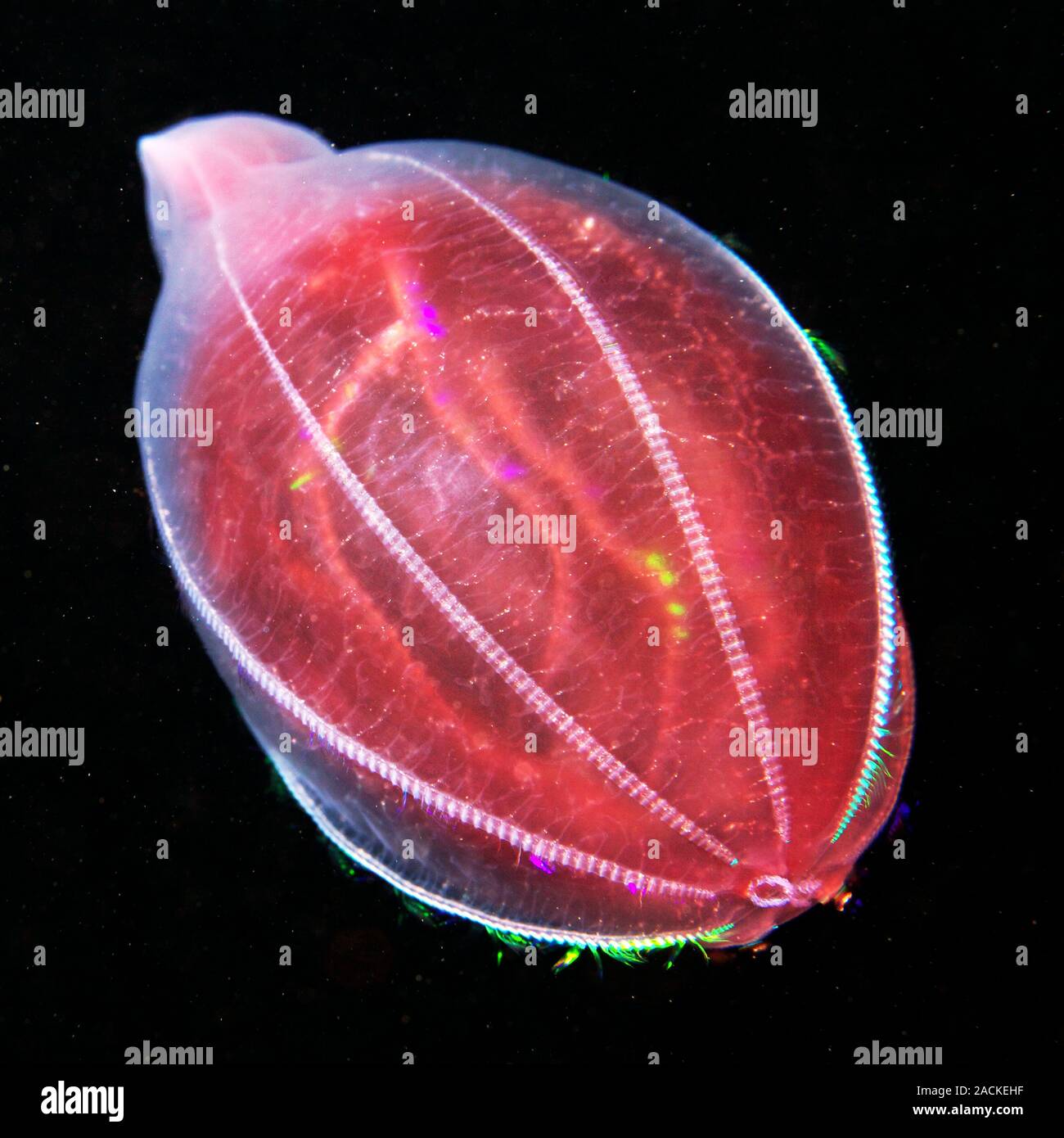 Comb jelly (Beroe abyssicola) with food visible inside body. Comb