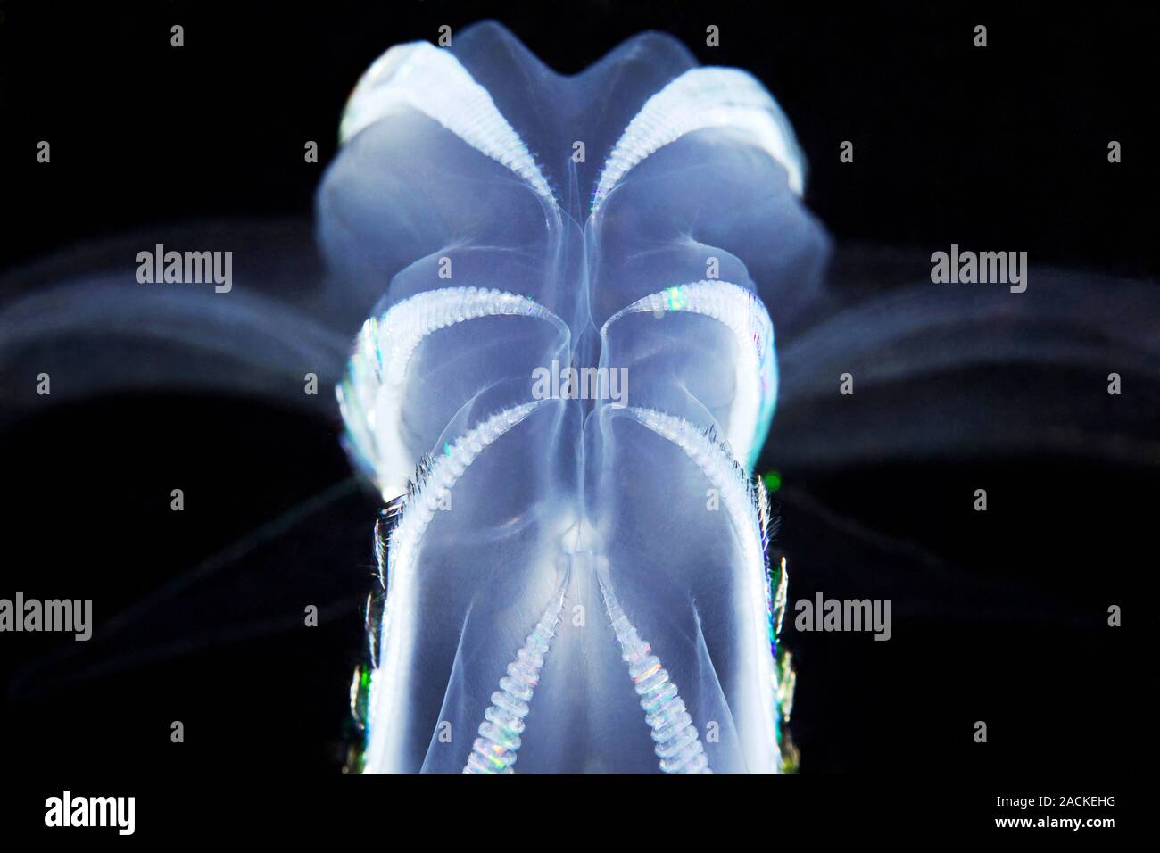 Comb jelly (Bolinopsis infundibulum). Comb jellies (Ctenophores) are