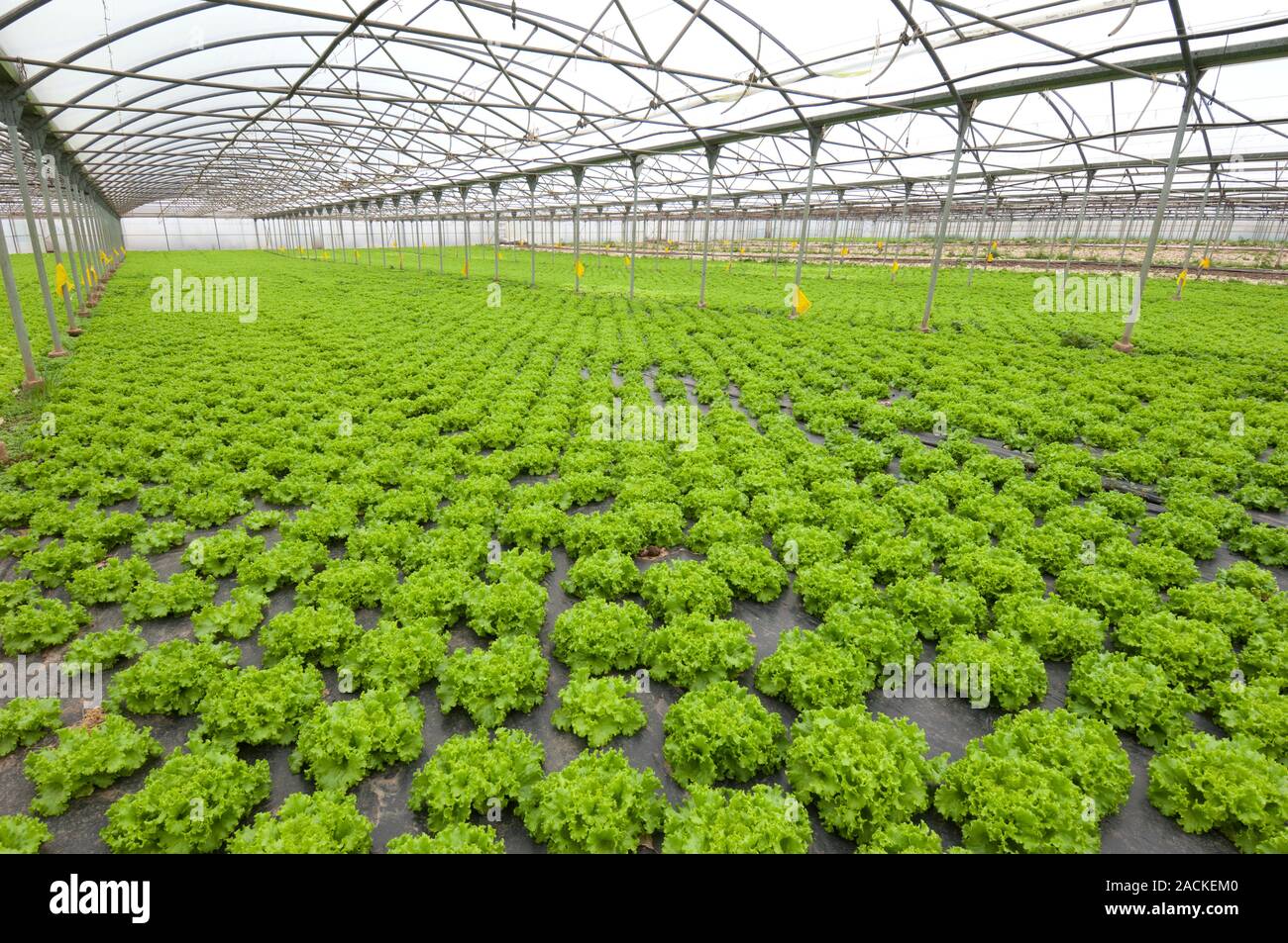 Lettuce (Lactuca sativa) growing in a greenhouse. Stock Photo