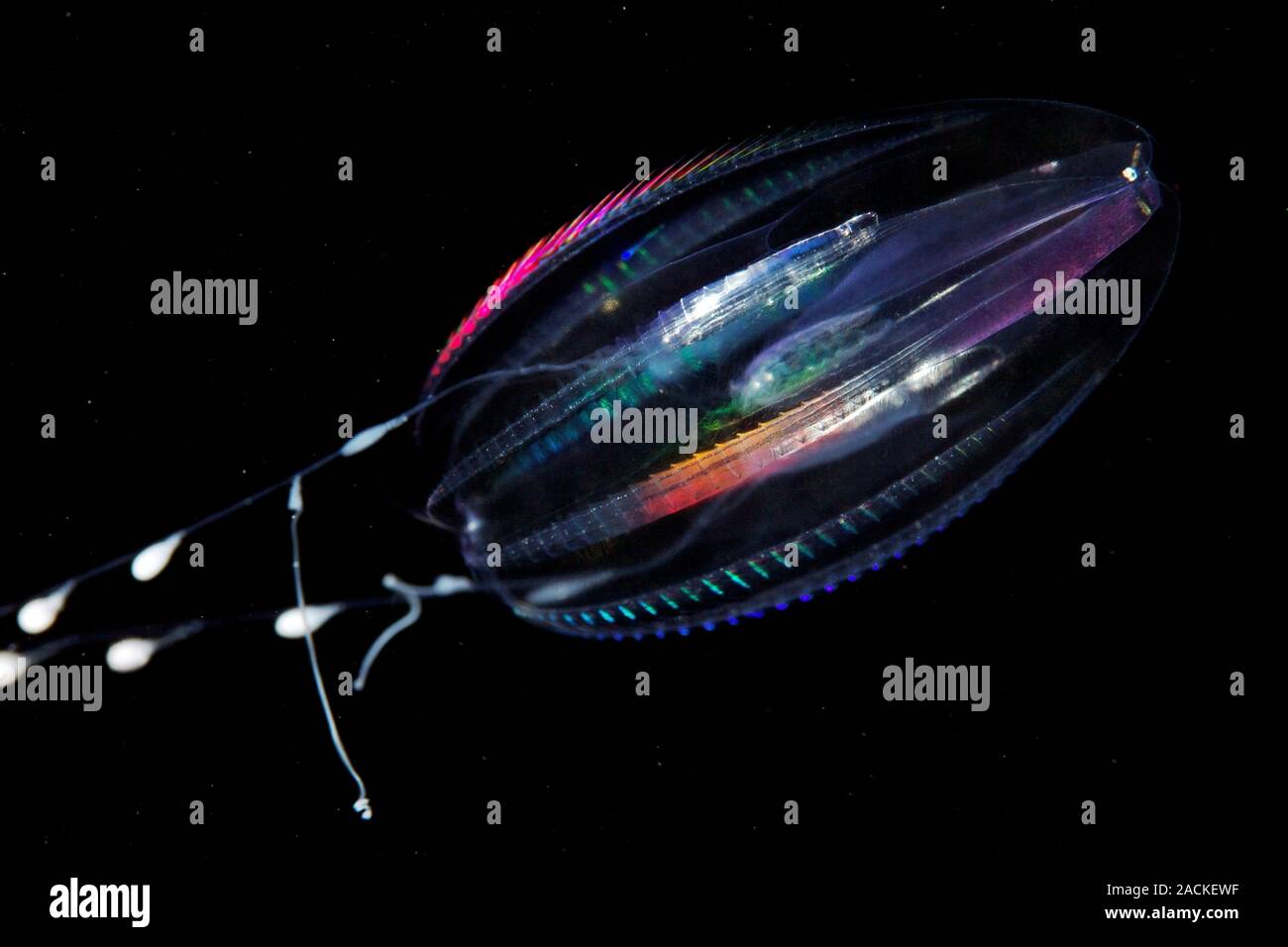 Comb jelly (Dryodora glandiformis). Comb jellies are jellyfishlike