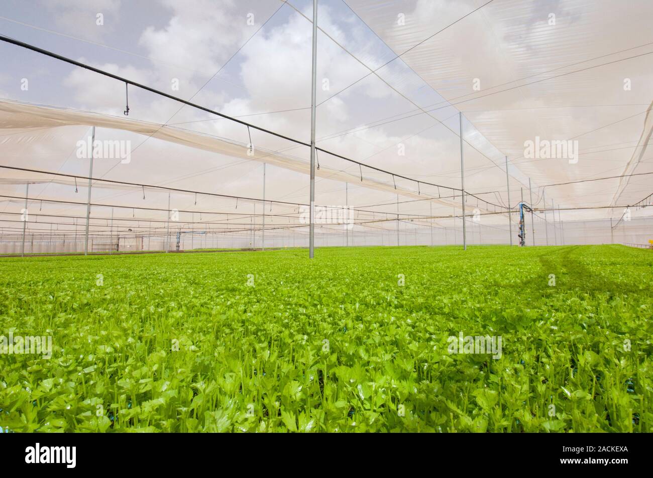 Celery (Apium graveolens) growing in a greenhouse Stock Photo Alamy
