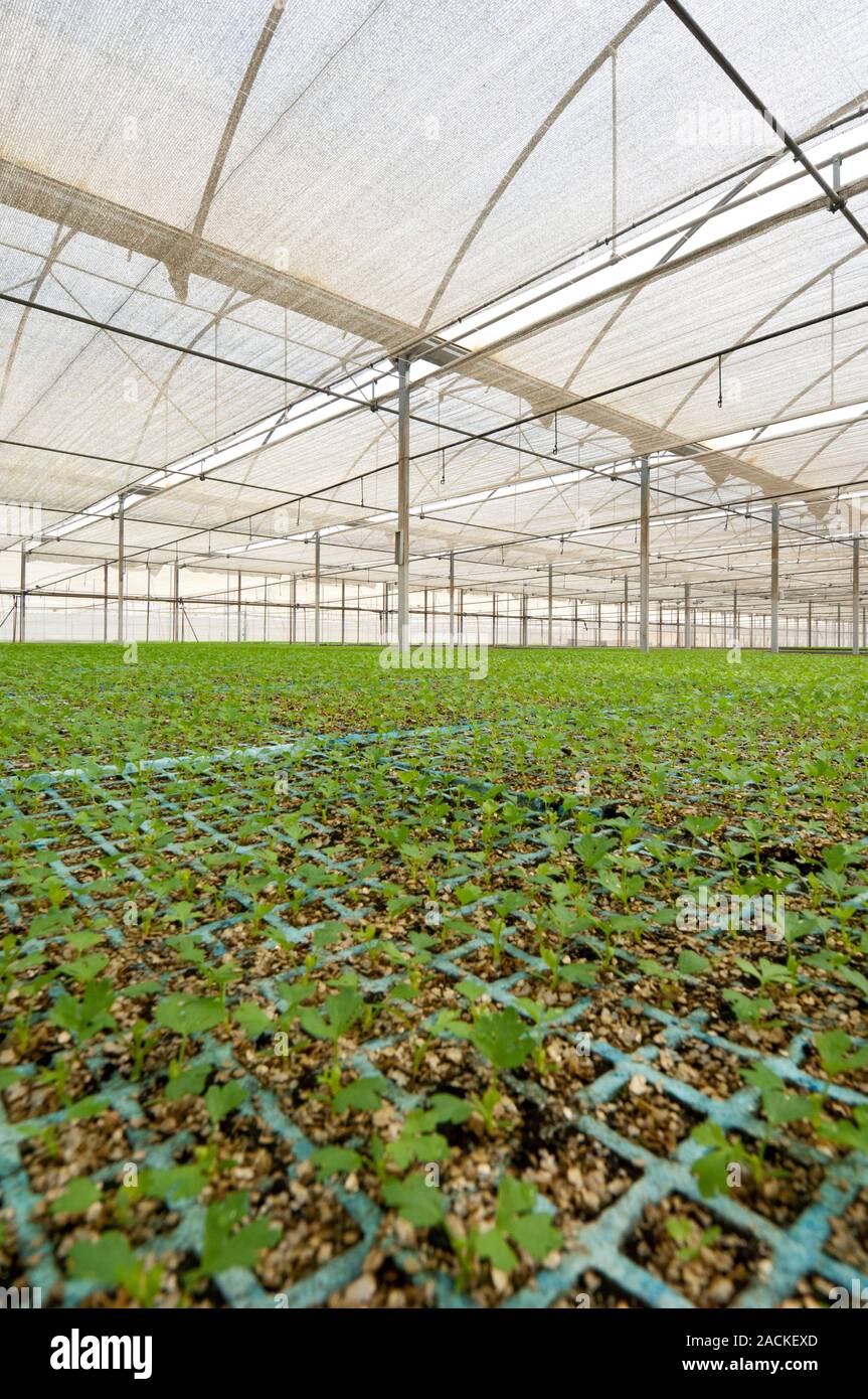 Celery (Apium graveolens) growing in a greenhouse Stock Photo Alamy
