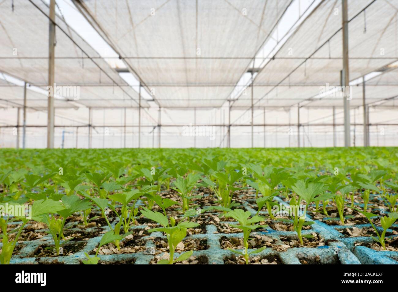 Celery (Apium graveolens) growing in a greenhouse Stock Photo Alamy