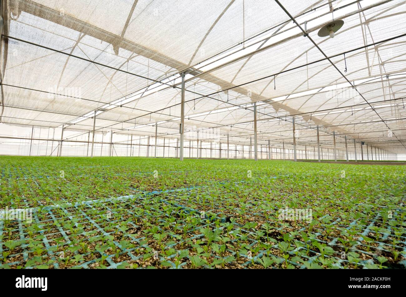 Celery (Apium graveolens) growing in a greenhouse Stock Photo Alamy