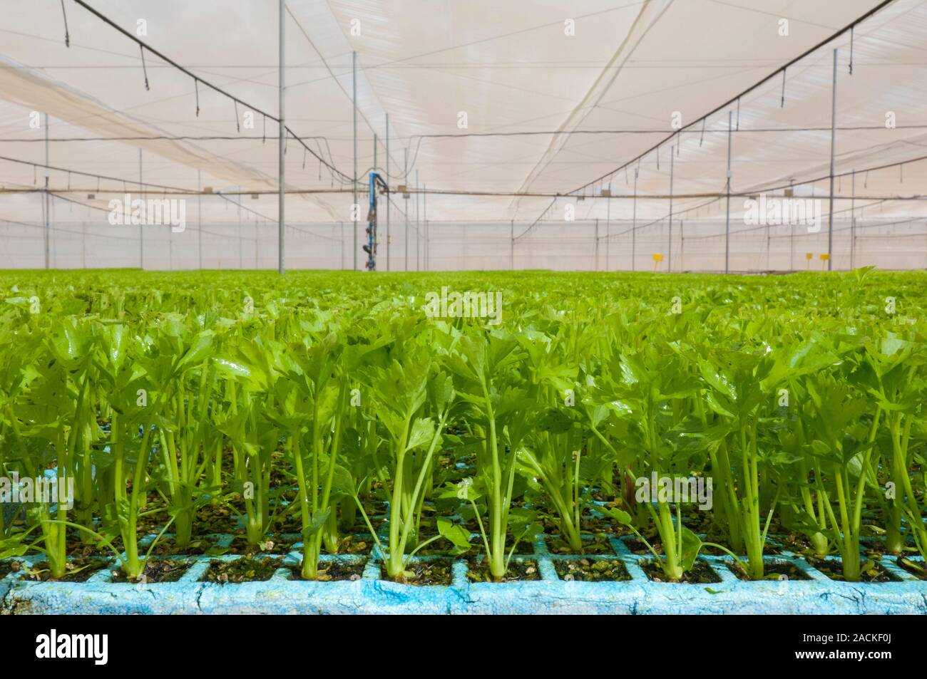 Celery (Apium graveolens) growing in a greenhouse Stock Photo Alamy