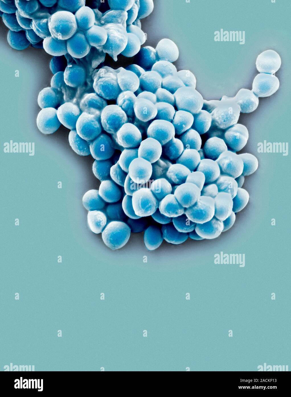 Streptococcus thermophilus bacteria, coloured scanning electron ...