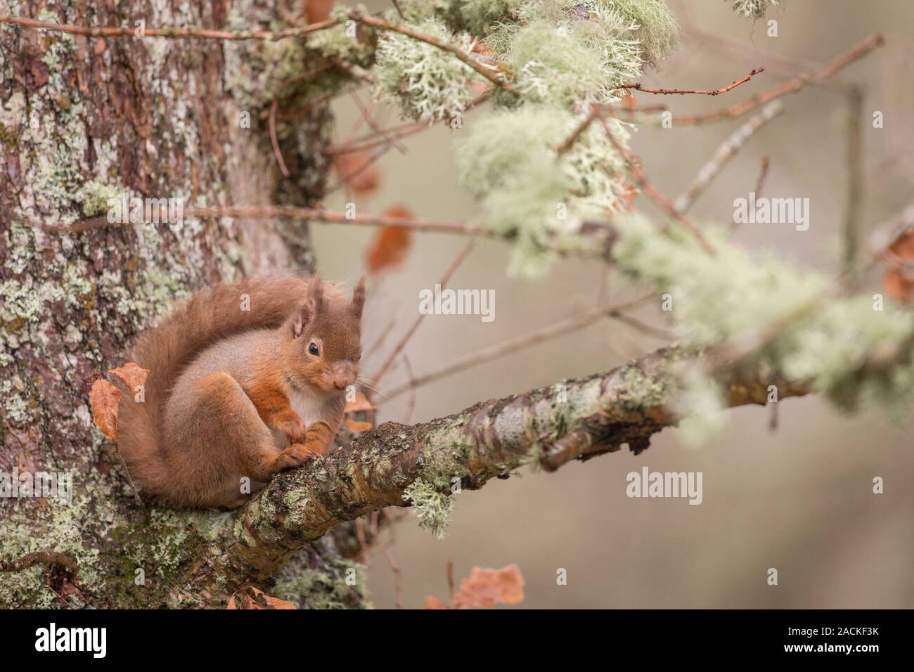 Red squirrel (sciurus vulgaris) sitting on a tree branch, Cairngorms National Park, Scotland, UK British wildlife Stock Photo