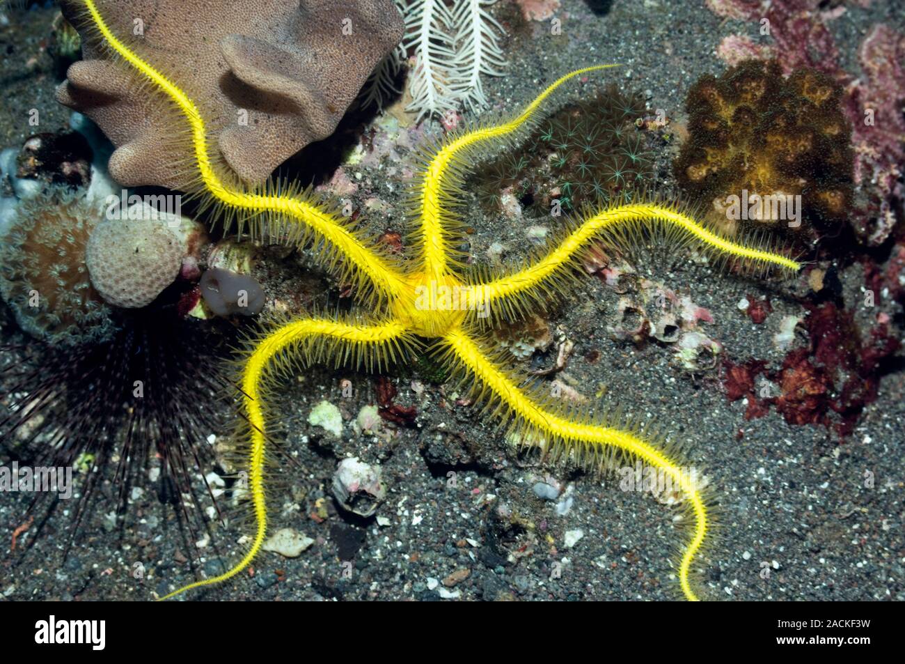 Brittlestar (Ophiothrix sp., yellow) on a reef. Photographed off Rinca island, Komodo National Park, Indonesia. Stock Photo