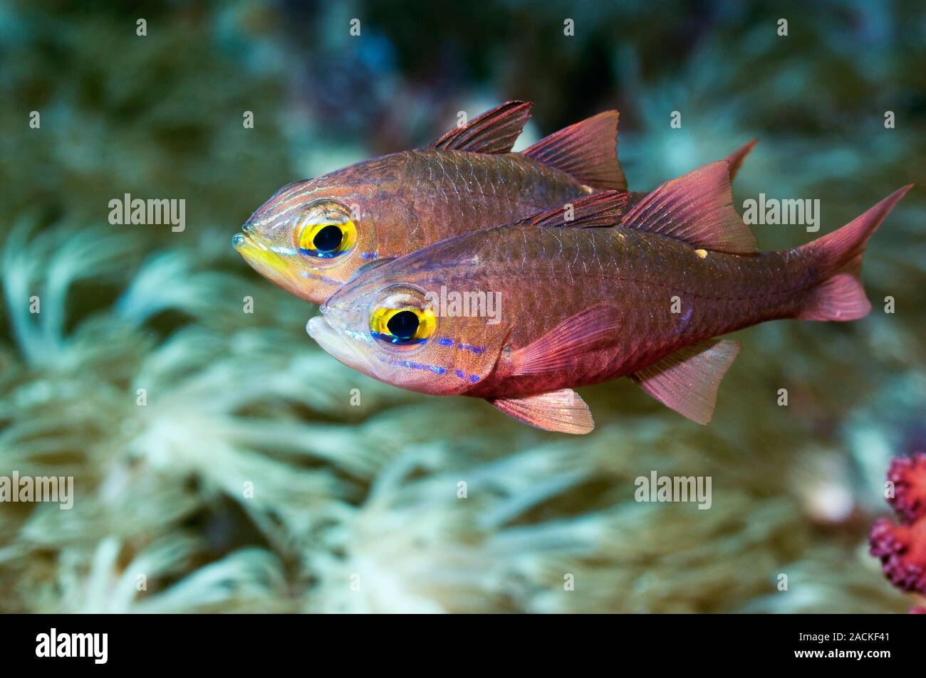 Cardinalfish (Apogon sp.). Photographed off Rinca island, Komodo ...