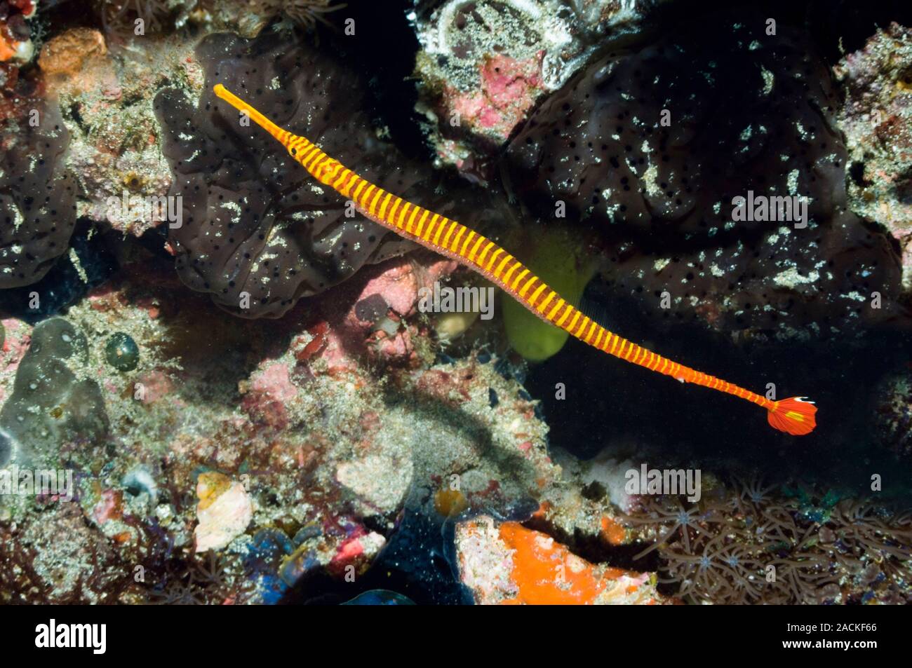 Flagtail pipefish with eggs. Male flagtail pipefish (Dunckerocampus pessuliferus) carrying eggs attached to its underside. Photographed off Rinca Isla Stock Photo