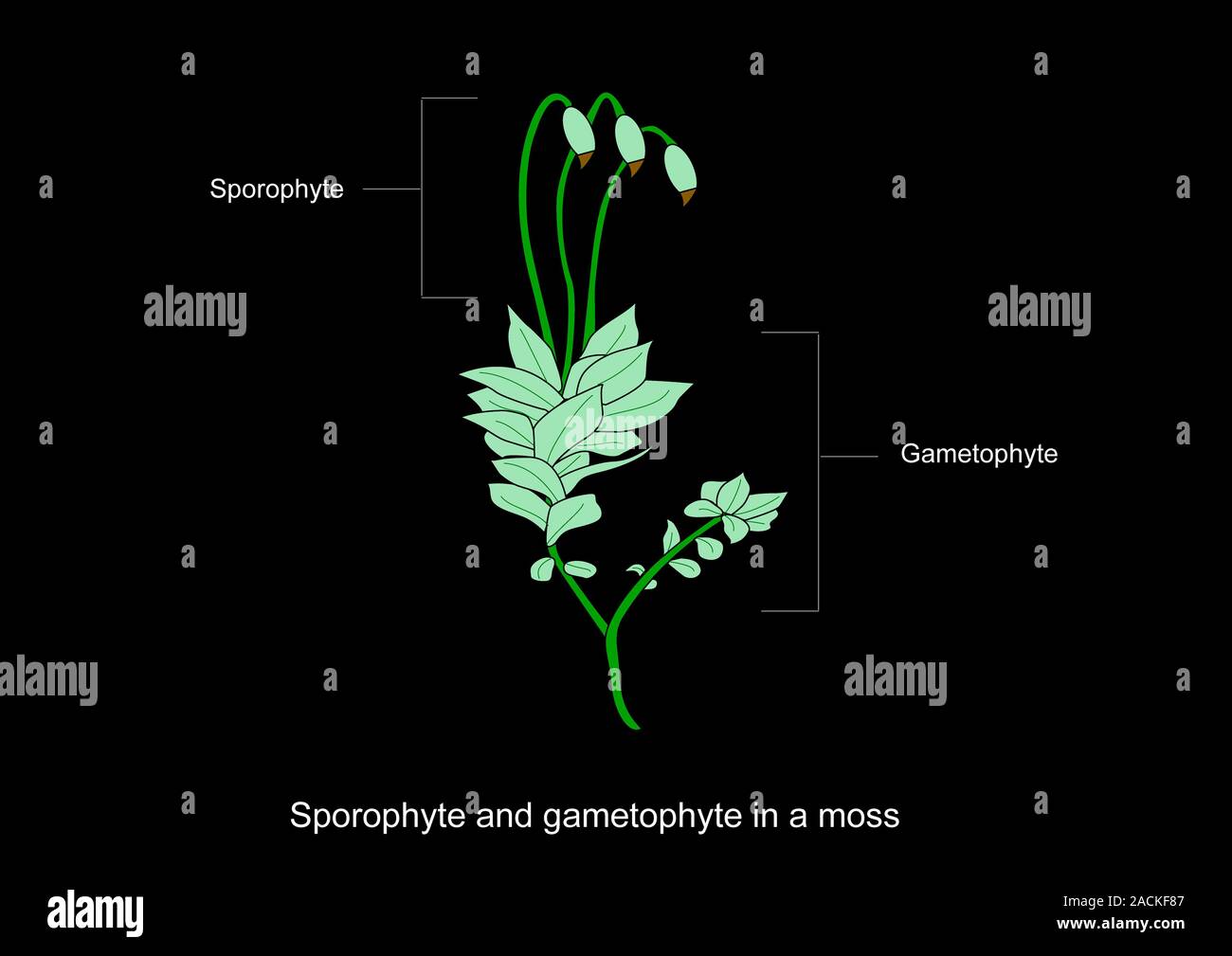 Moss anatomy, artwork. Mosses are bryophytes, plants that do not have a vascular system and