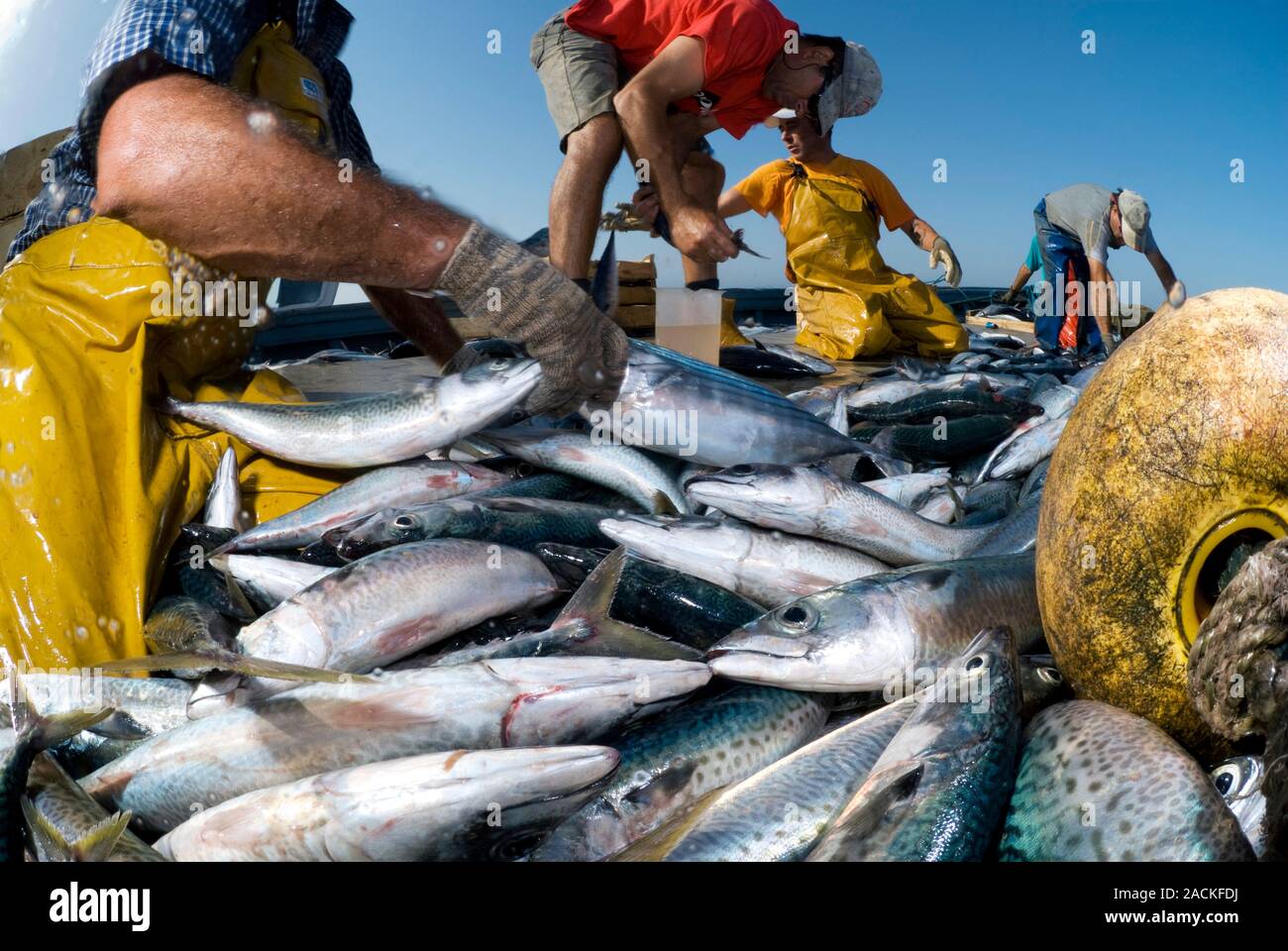 Mackerel catch. Chub mackerel japonicus) on board a fishing