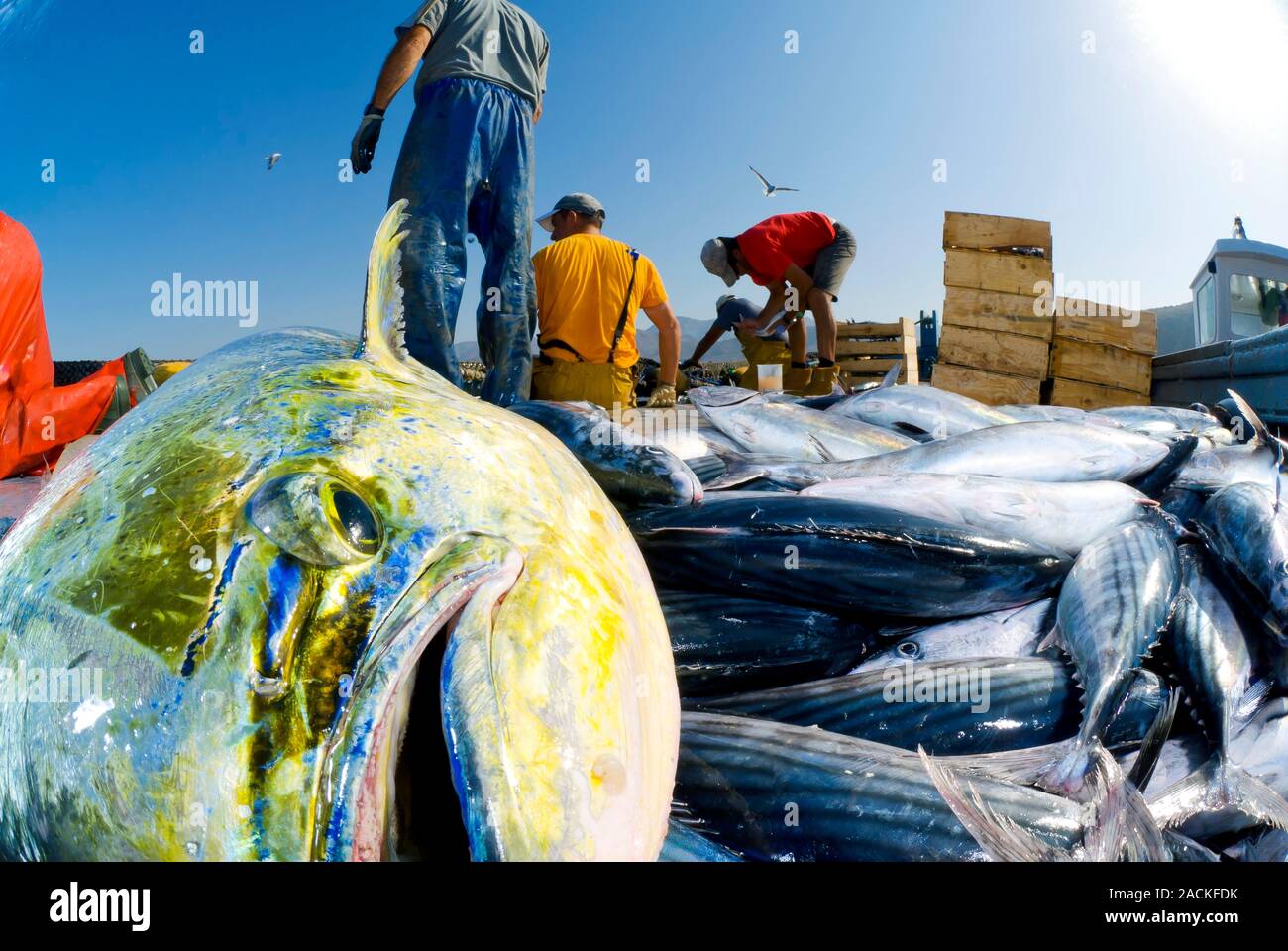 Mahimahi catch. Mahimahi (Coryphaena hippurus) fish on board a