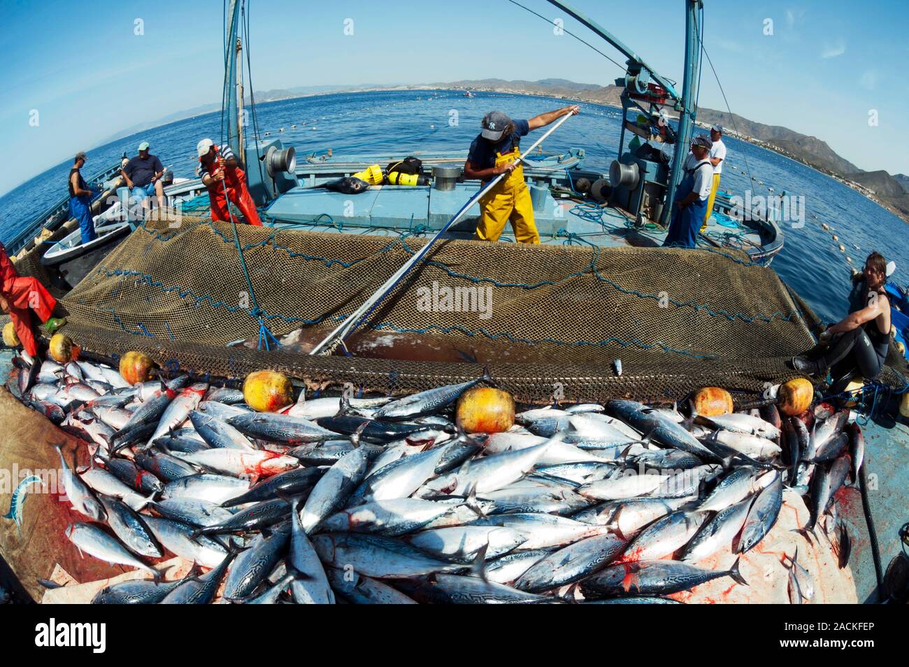 Tuna catch. Tuna fish on board a fishing boat. Photographed in Murcia
