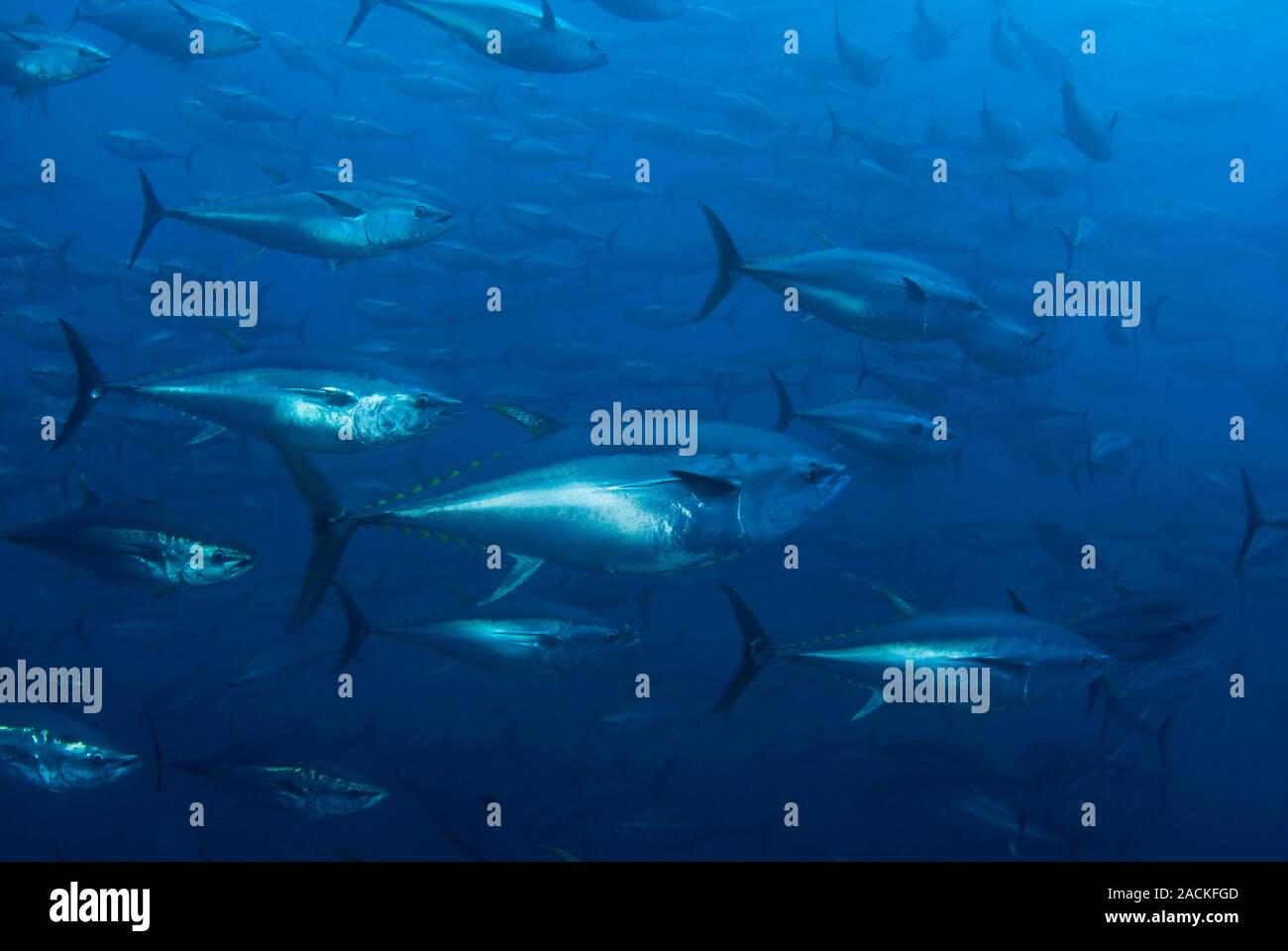 Northern bluefin tuna (Thunnus thynnus) in an offshore fish farm cage