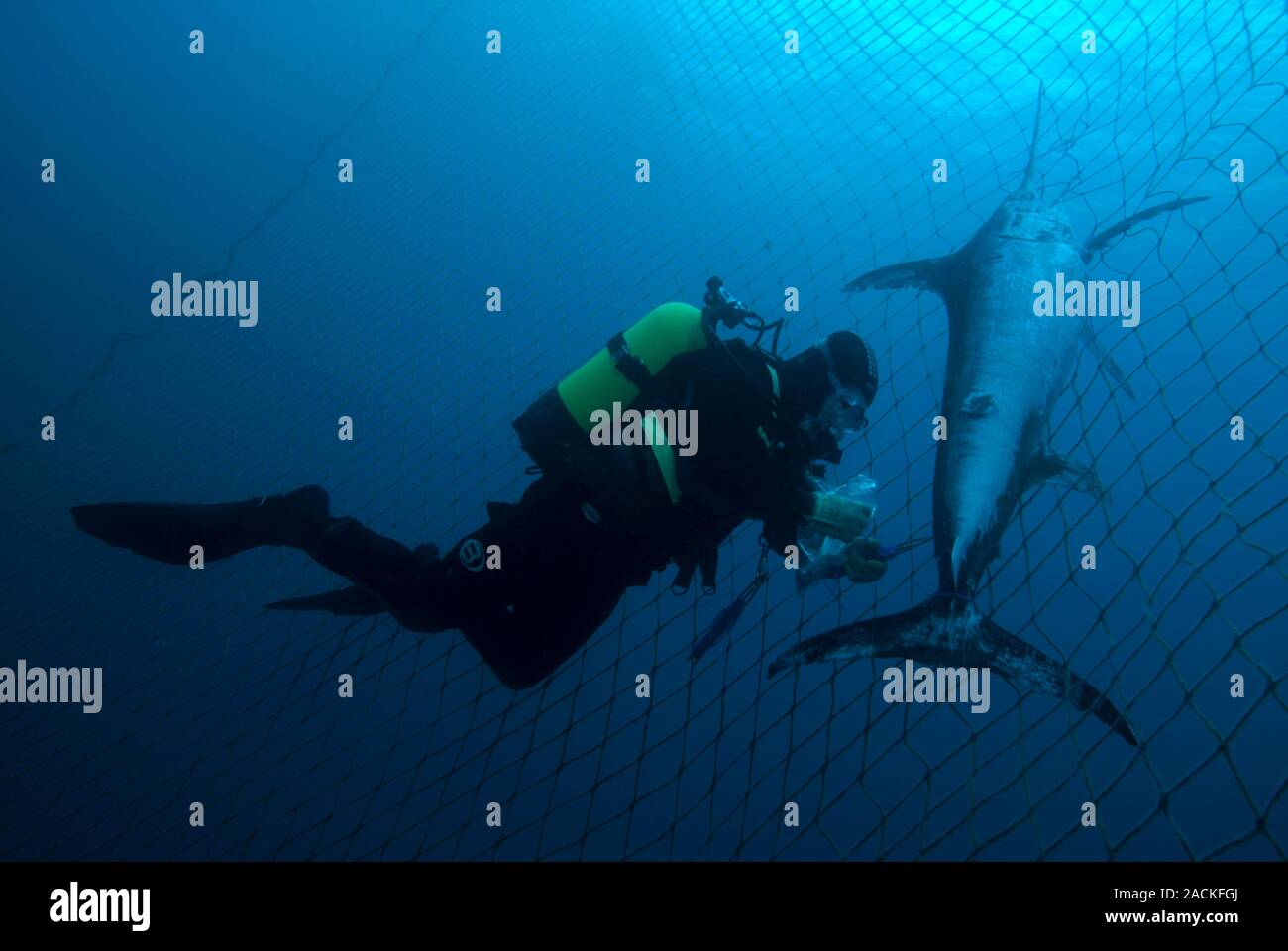 Swordfish. SCUBA diver next to a dead swordfish (Xiphias gladius