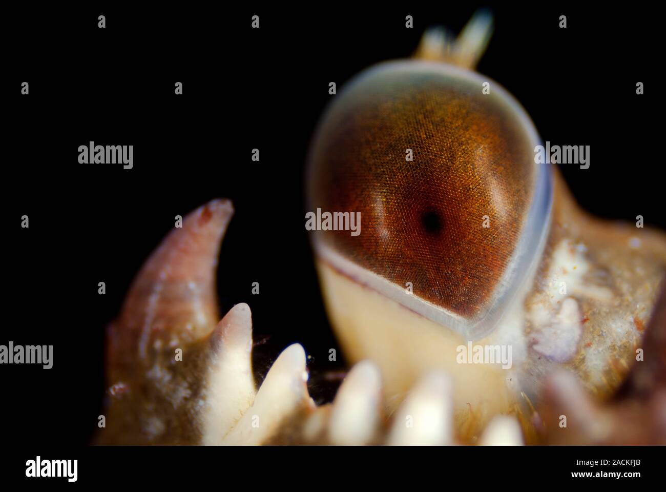 Crab eye. Closeup of the eye of a crab. Photographed in Alicante, Spain Stock Photo Alamy