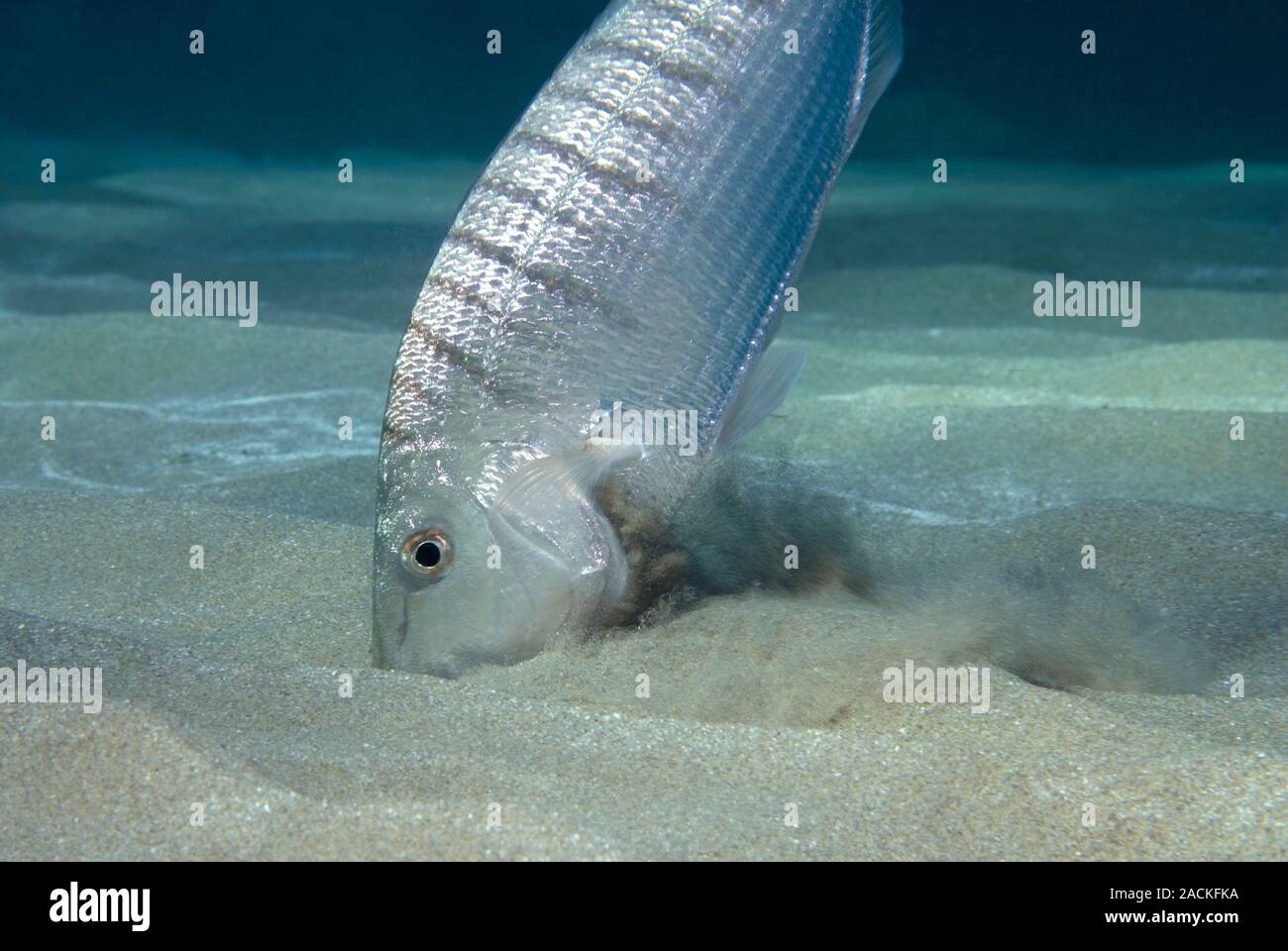 Striped seabream (Lithognathus mormyrus) searching for prey in the sand. Photographed in the Mediterranean Sea, Alicante, Spain. Stock Photo