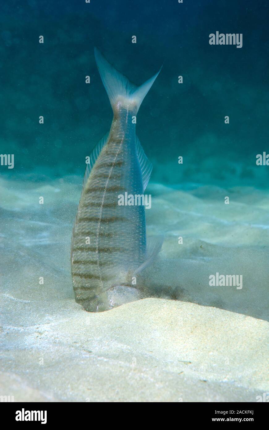 Striped seabream (Lithognathus mormyrus) searching for prey in the sand. Photographed in the Mediterranean Sea, Alicante, Spain. Stock Photo