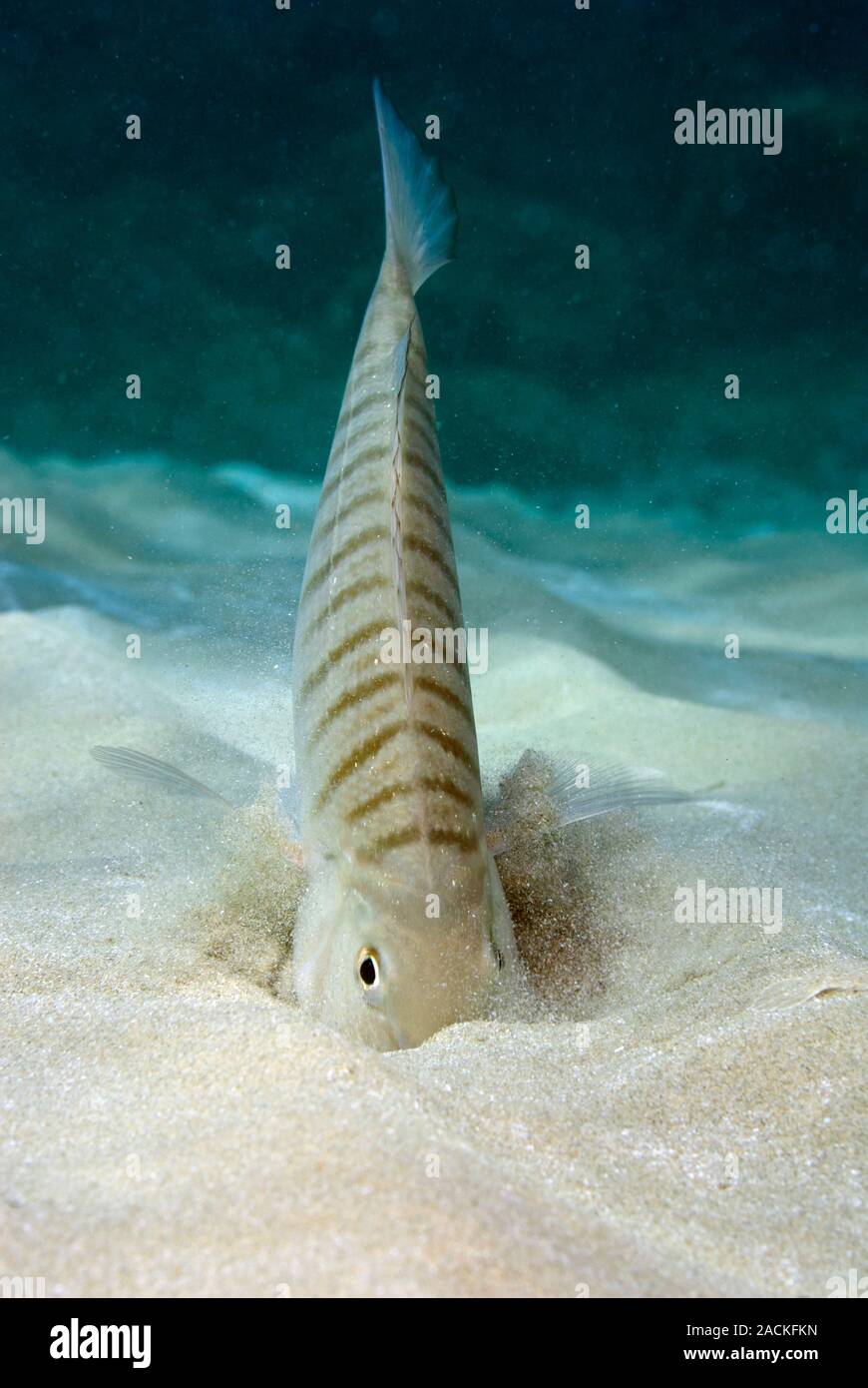 Striped seabream (Lithognathus mormyrus) searching for prey in the sand. Photographed in the Mediterranean Sea, Alicante, Spain. Stock Photo