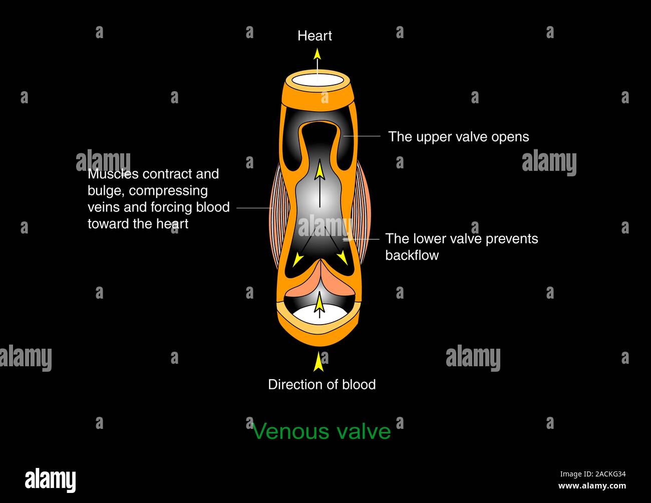 Venous valve. Artwork showing the anatomy of a vein. Veins carry