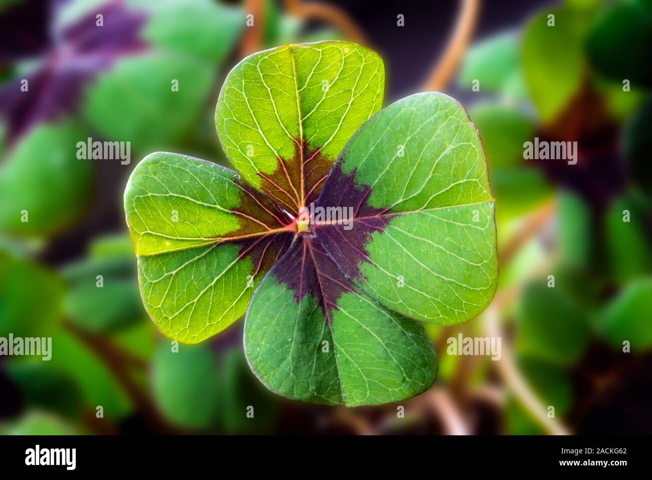 Detail Image of lucky clover with four leaves Stock Photo