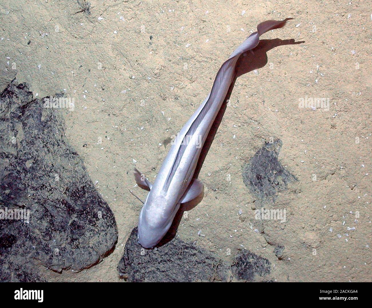 Hydrothermal fish on an underwater volcanic vent. This is a rattail fish,  on or near a volcanic vent on the seabed. The heat and minerals provide an  e Stock Photo - Alamy