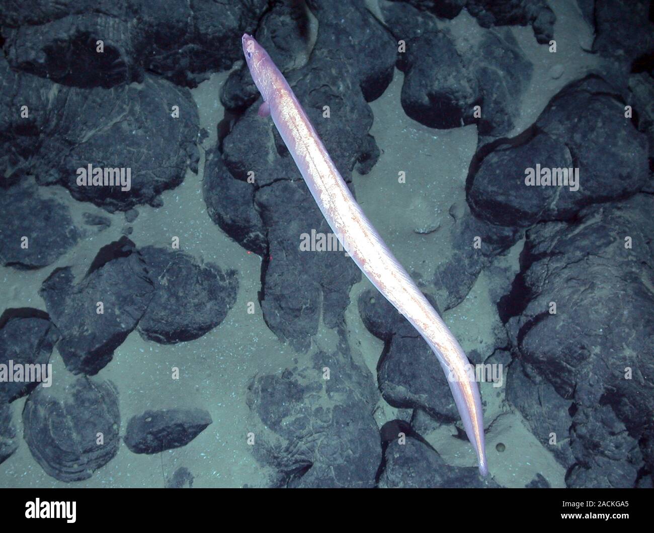 Hydrothermal fish on an underwater volcanic vent. This is a rattail ...