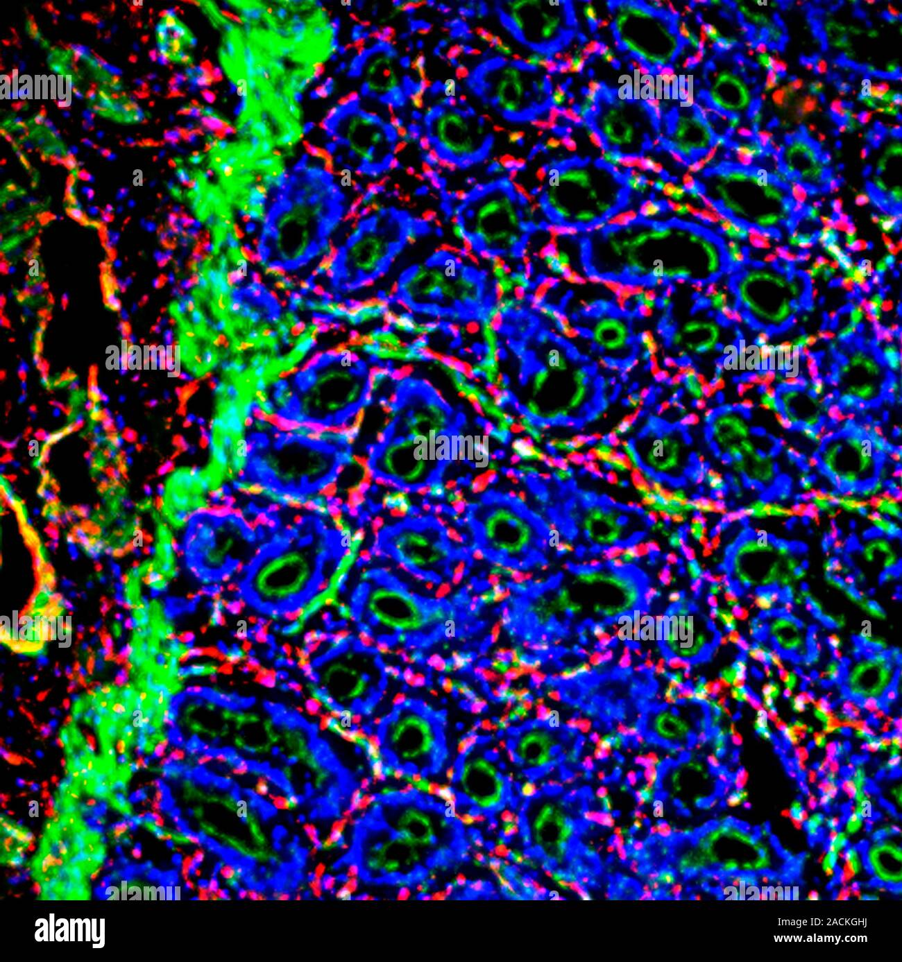 Gut mucosa. Fluorescence deconvolution micrograph of a section through ...